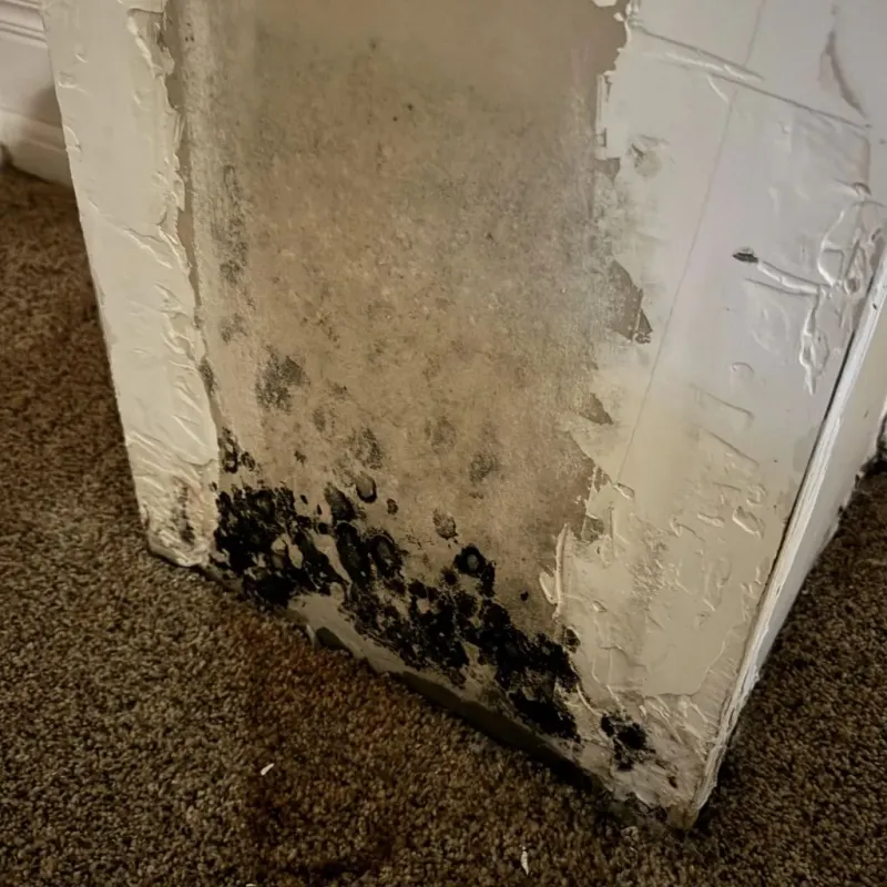 Professional Mold Removal in Marion County, IN